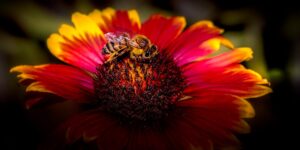 How to Create a Pollinator-Friendly Garden