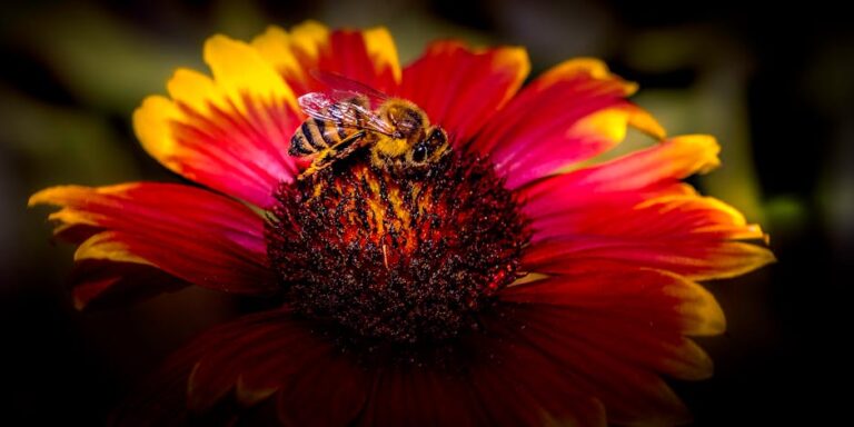 How to Create a Pollinator-Friendly Garden