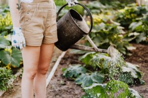 Organic Lawn Care Tips for a Greener Yard