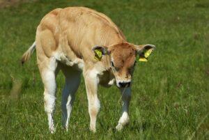 Top Landscaping Trends for Small Yards