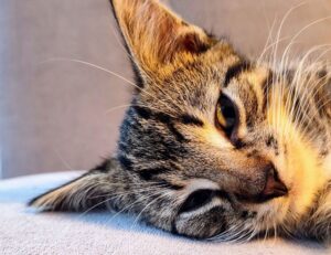 bug on dropbox 8737.idj.029.22