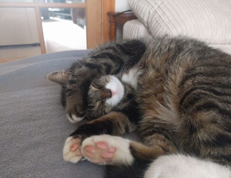 cleaning sofa advice mipimprov