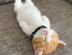 contemporary comfort mipimprov