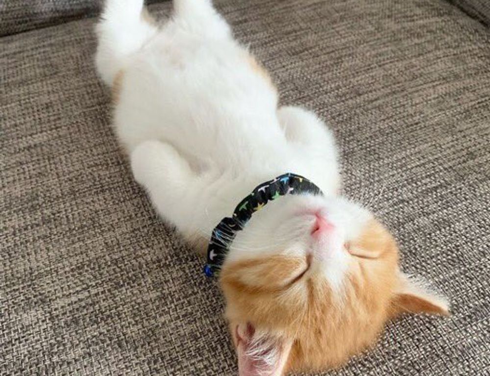 contemporary comfort mipimprov