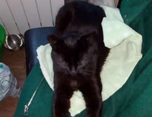 drhandybility handy tips by drhomey