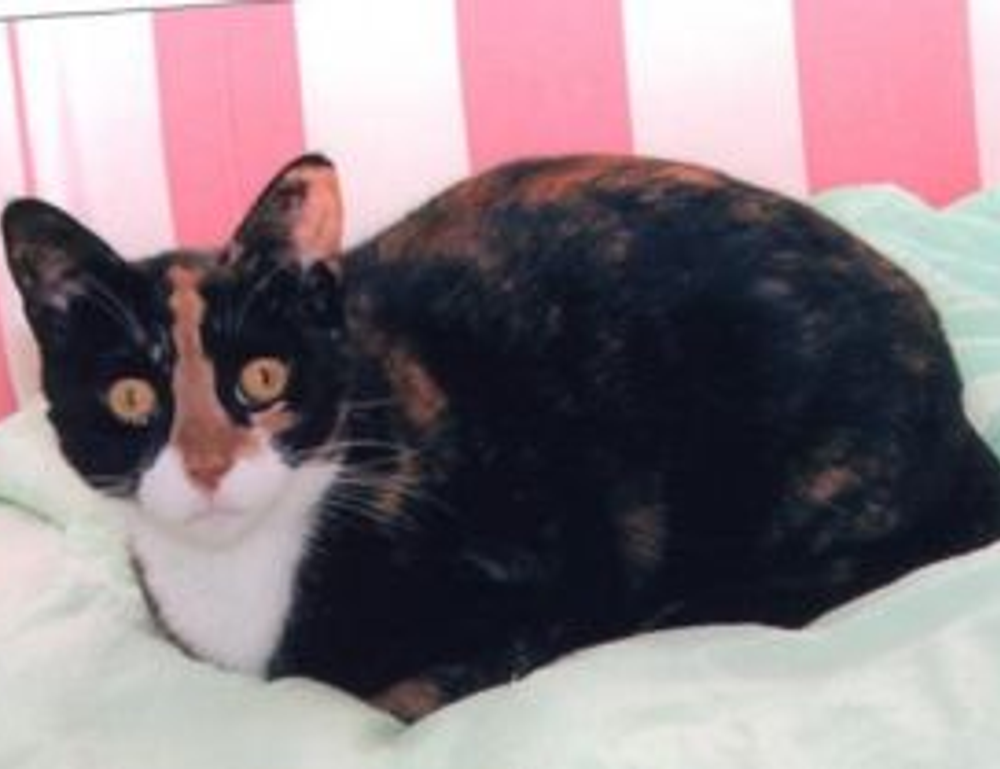 handy tips around the house drhandybility