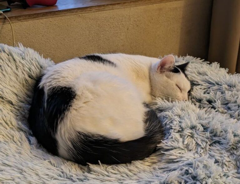 handy tips drhandybility