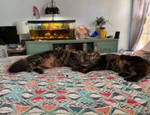 homemendous garden infoguide by homehearted