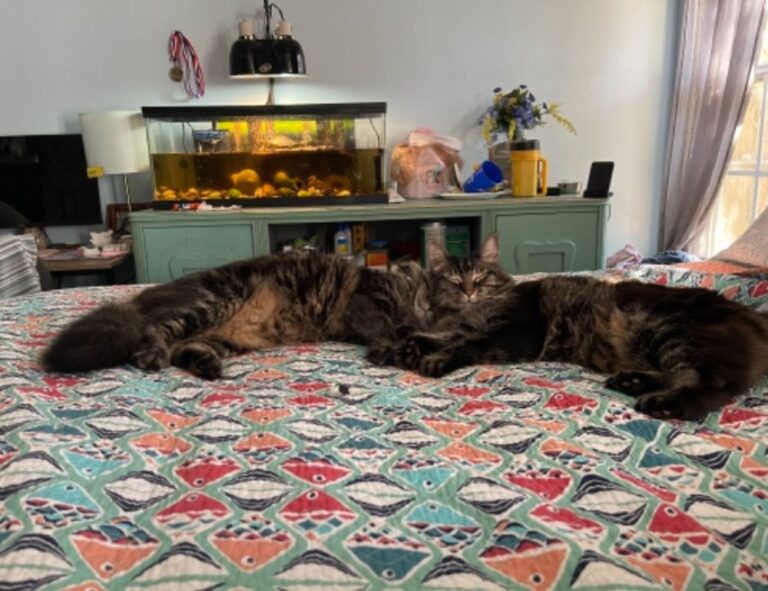 homemendous garden infoguide by homehearted