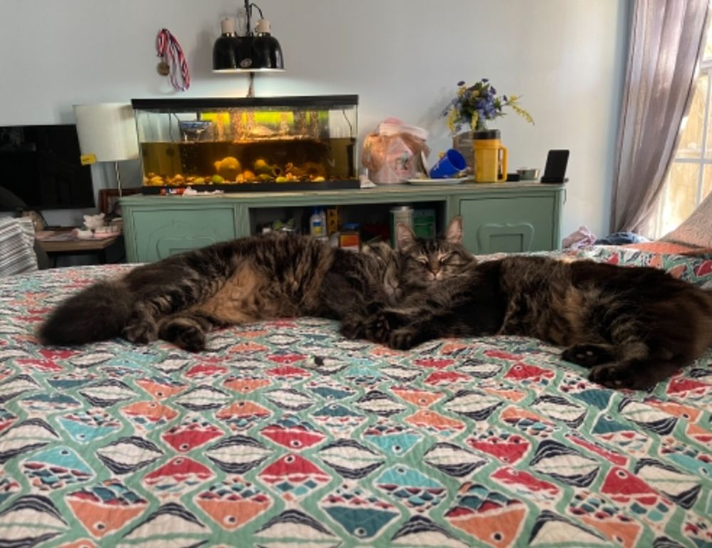 homemendous garden infoguide by homehearted