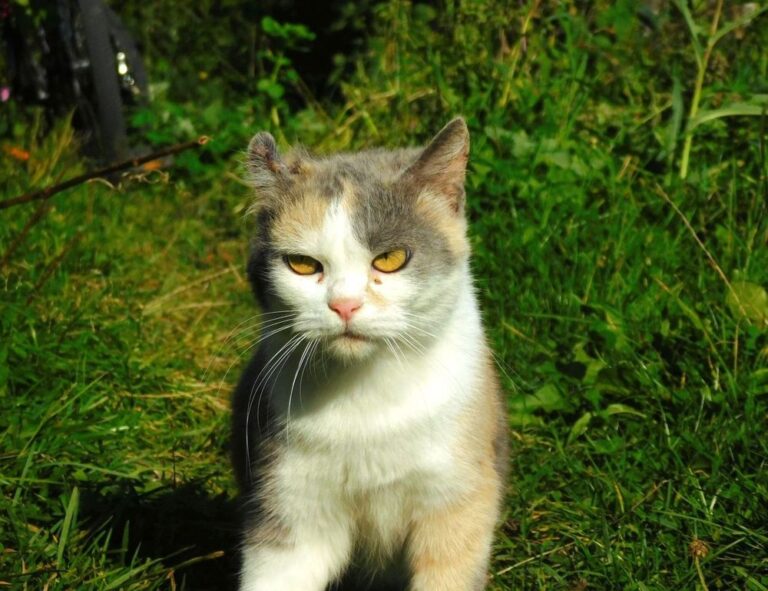 homemendous garden tricks from homehearted