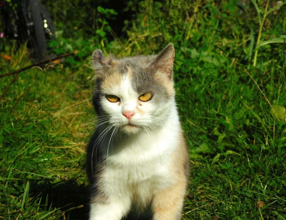 homemendous garden tricks from homehearted