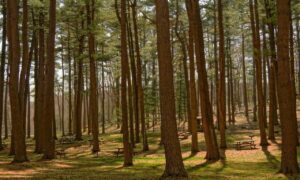 house advice drhandybility