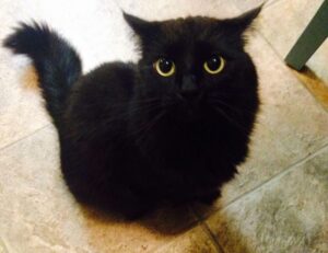 how many stars is homiezava hotel