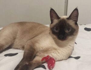 how to decorate a garden bench kdalandscapetion