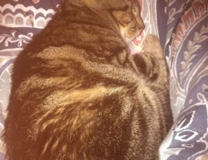 how to set up my apartment homemendous