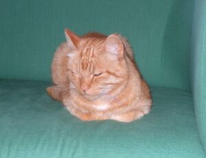 interior advice mintpalhouse