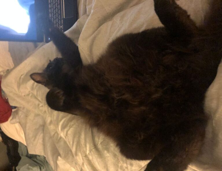 interior design ideas thtintdesign