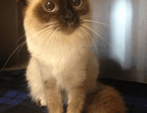 interior mintpalhouse