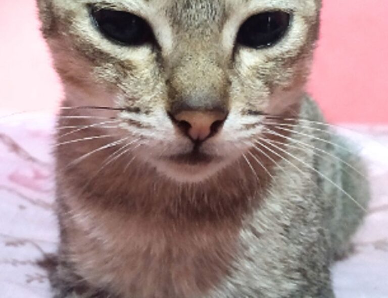 message code dropbox 8737.idj.029.22