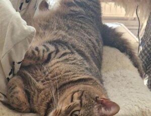 mintpalhouse home interior from myinteriorpalace