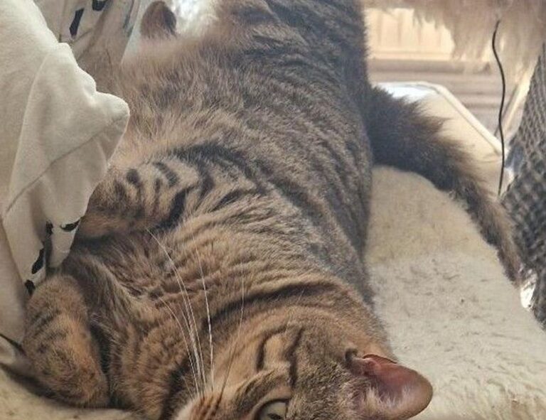 mintpalhouse home interior from myinteriorpalace