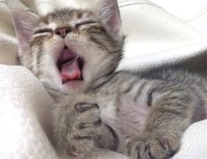 online furniture selection thtintdesign