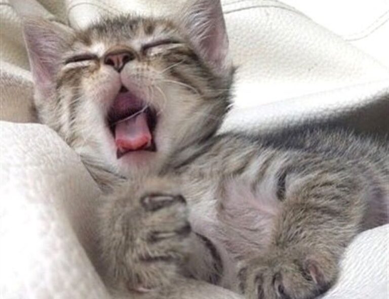 online furniture selection thtintdesign