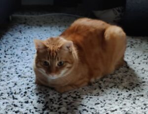 thtintdesign interior design by thehometrotters