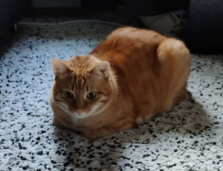 thtintdesign interior design by thehometrotters