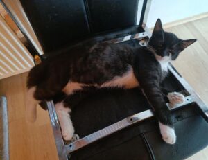 ultimate house guide drhandybility