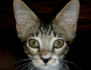 why decoration is important kdalandscapetion