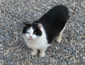 why home improvement is important mintpalhouse