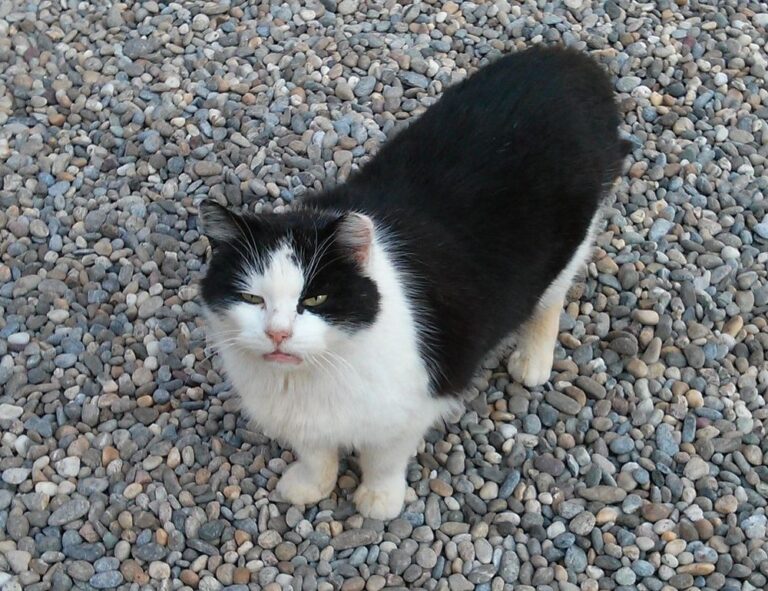 why home improvement is important mintpalhouse